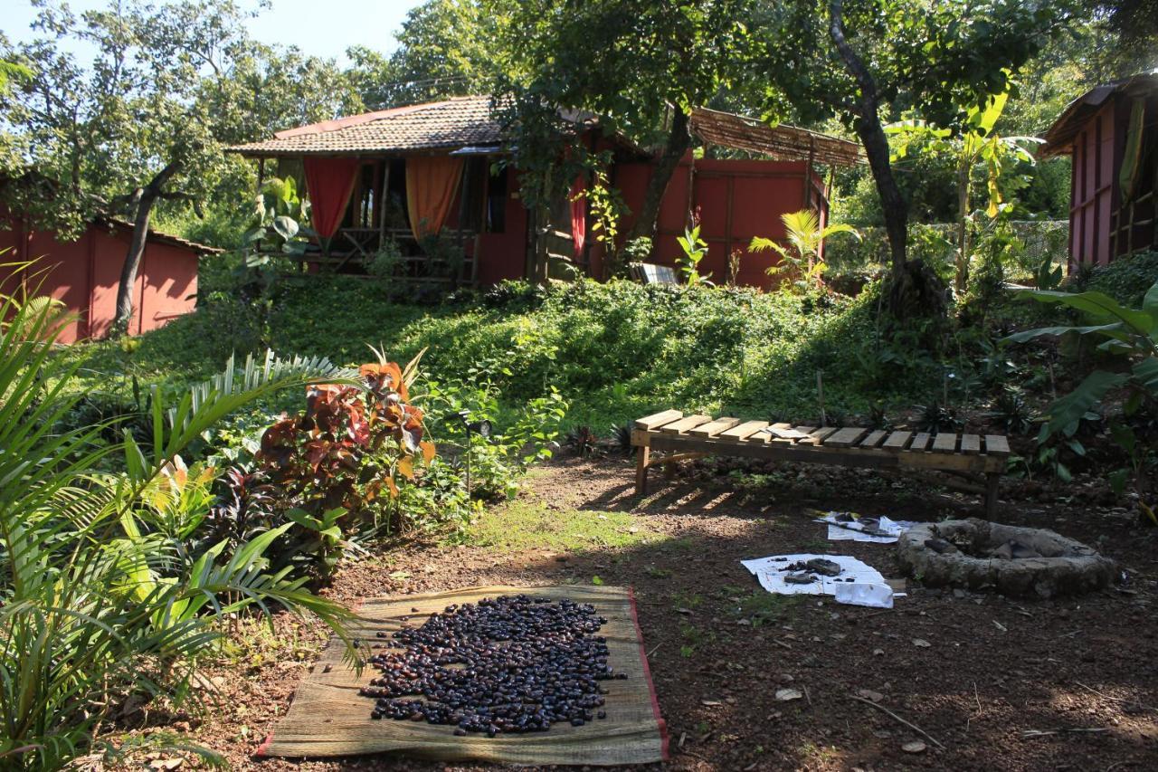 فندق أغوندافي  Galaxy Jungle Huts المظهر الخارجي الصورة